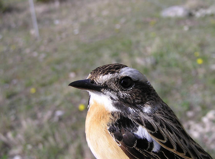 Whinchat, Sundre 20050502